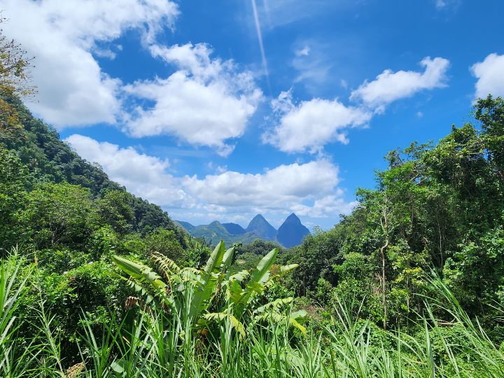 St. Lucia rain forest with the pitons in the background.